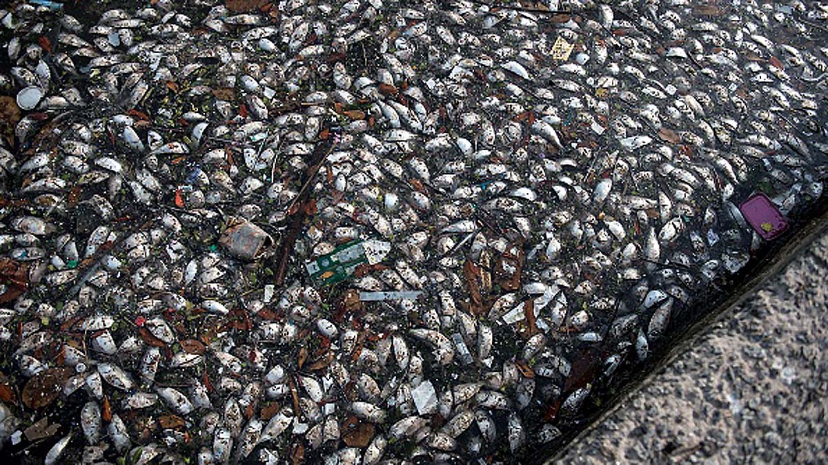 Fish Rainfall in Texas