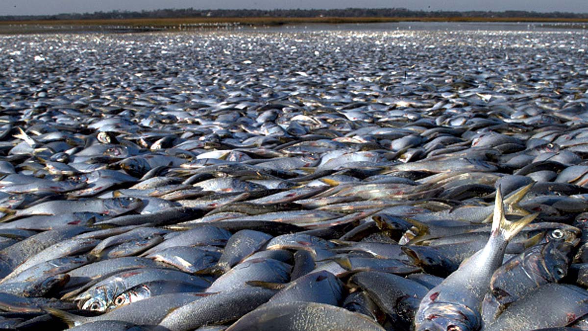 Fish Rainfall in Texas