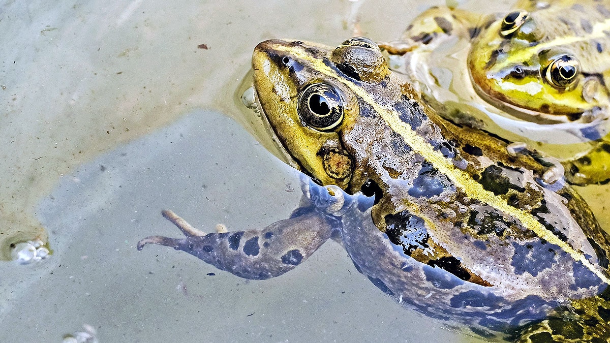 frog leg regrown 5 drug cocktail