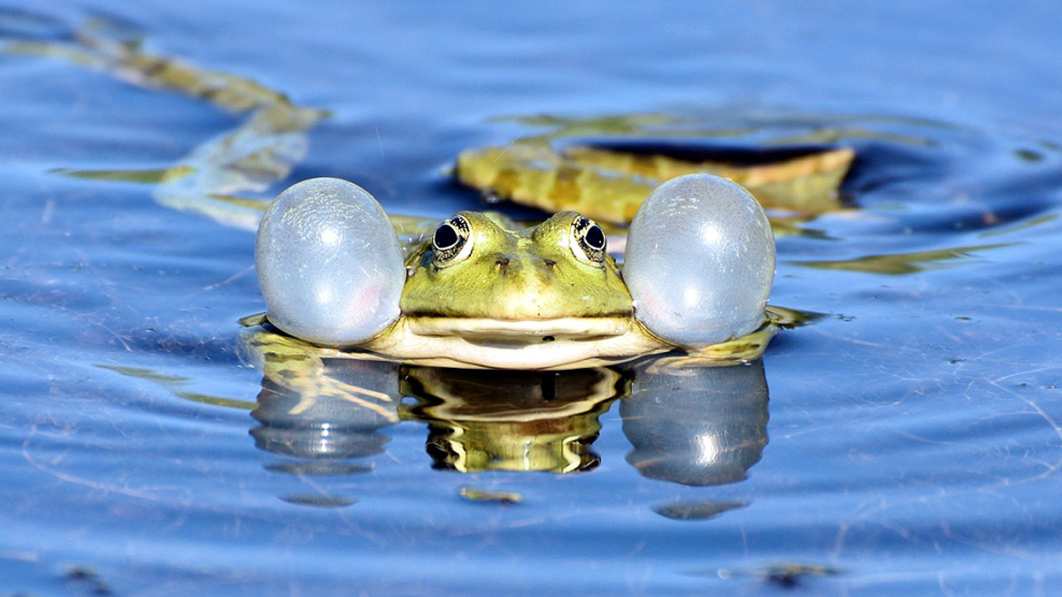 frog leg regrown 5 drug cocktail