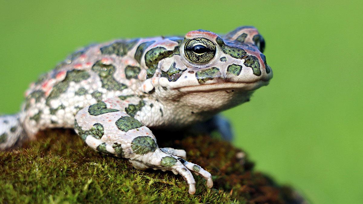 Scientists regrow frogs leg with five drug cocktail