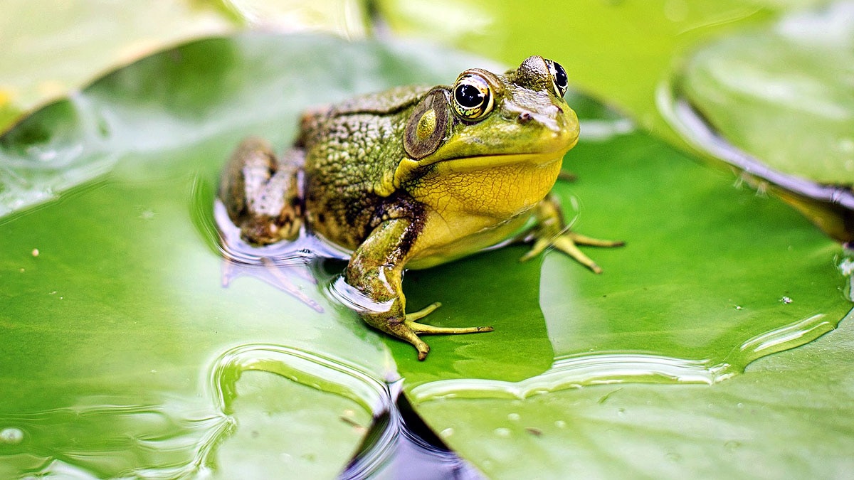 frog leg regrown 5 drug cocktail