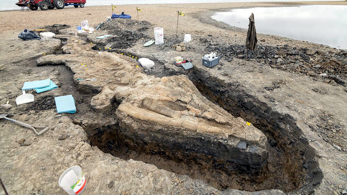 Giant Sea Dragon Ichthyosaur 