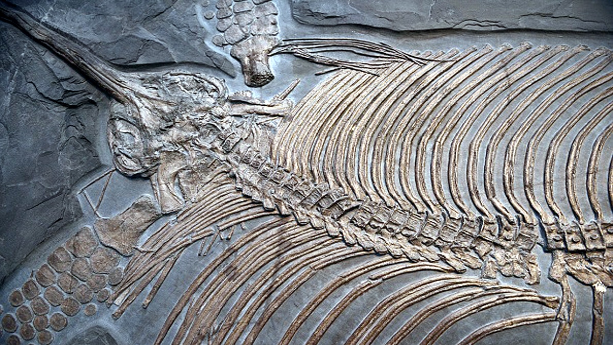 Giant Sea Dragon Ichthyosaur 