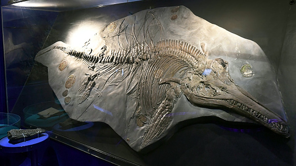 Giant Sea Dragon Ichthyosaur 