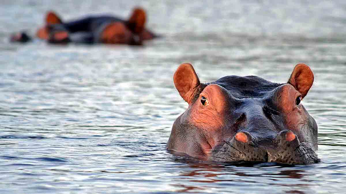 Hippopotamus poop on Strangers