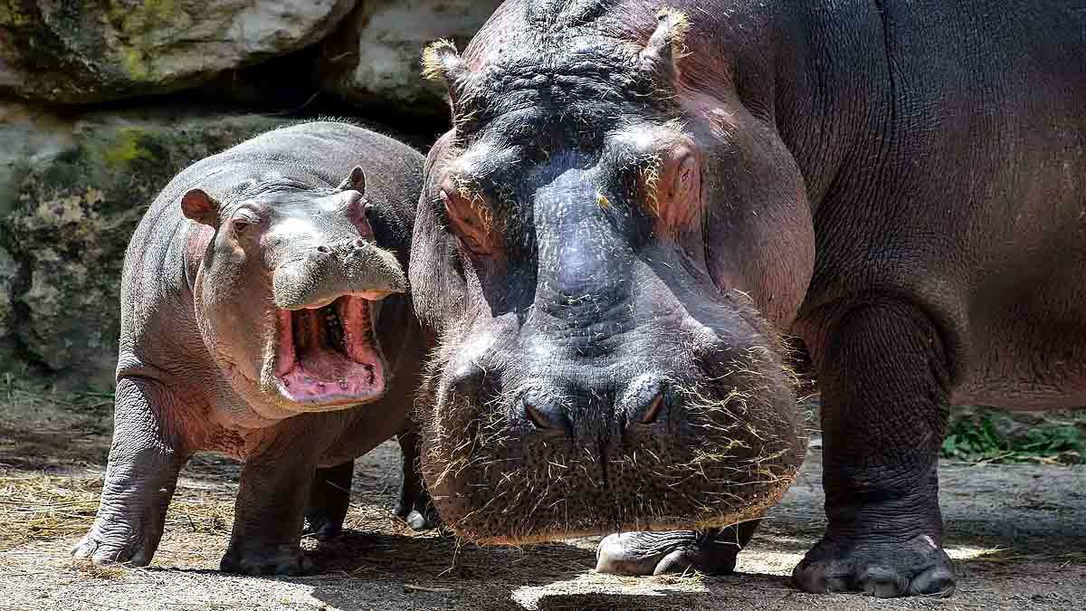Hippopotamus poop on Strangers