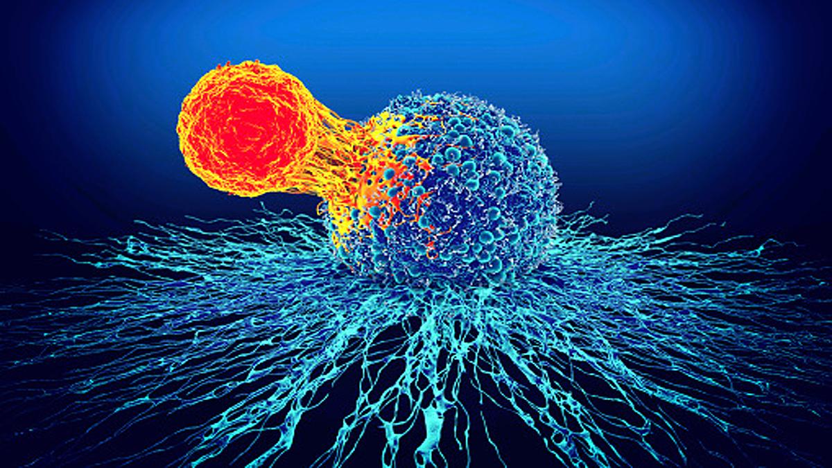  omicron variant killer immune cells