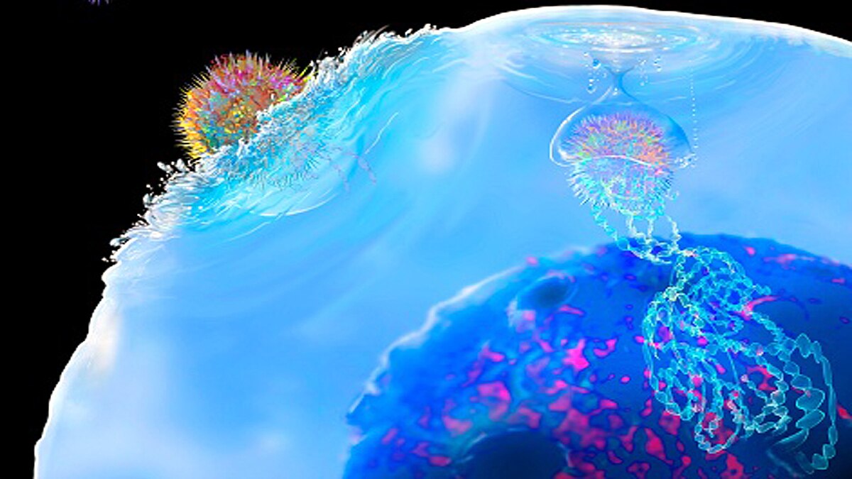 omicron killer immune cells