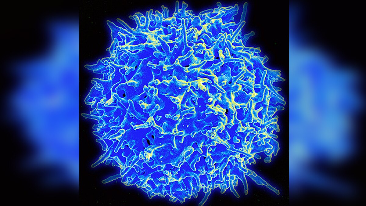 omicron killer immune cells