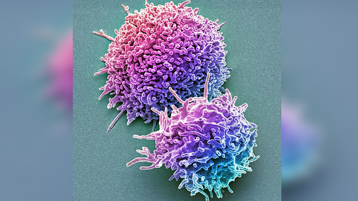 omicron killer immune cells