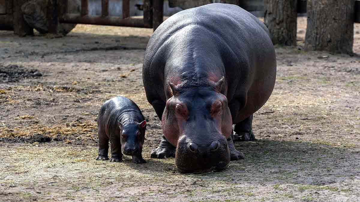 Hippopotamus poop on Strangers