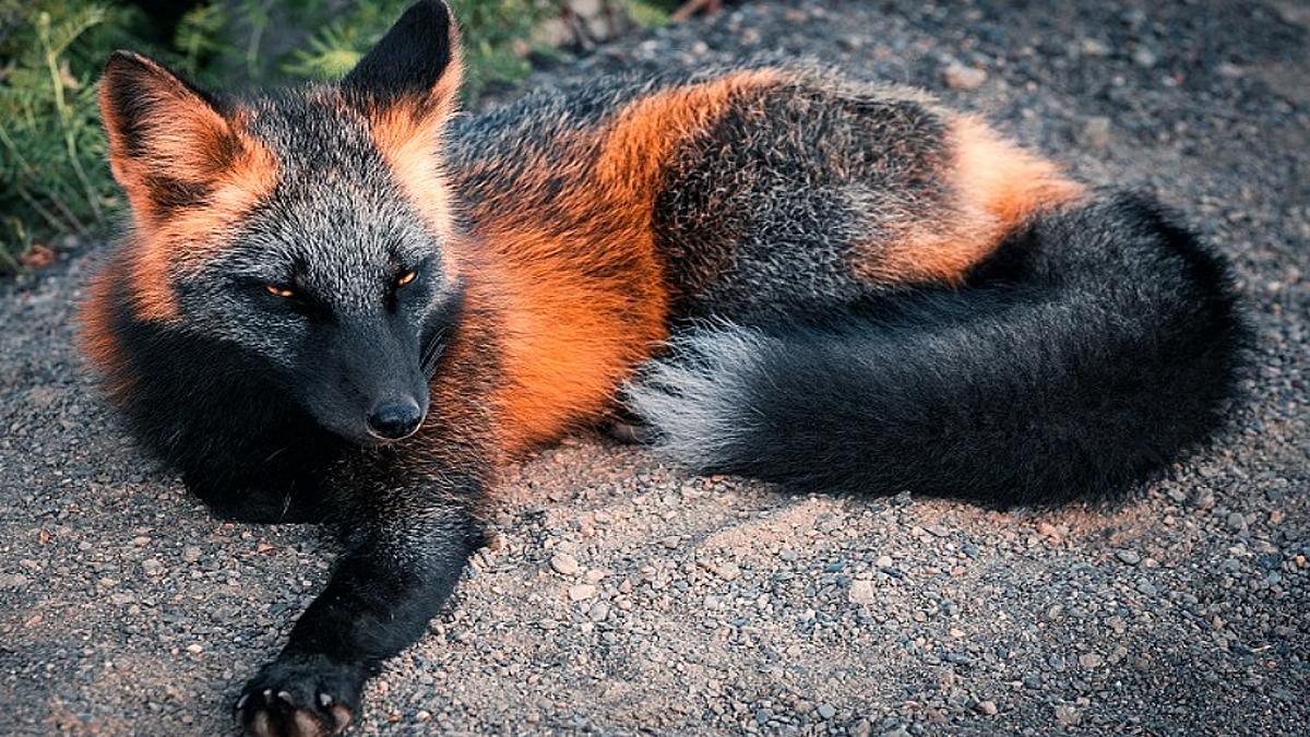 Rare Melanistic fox found