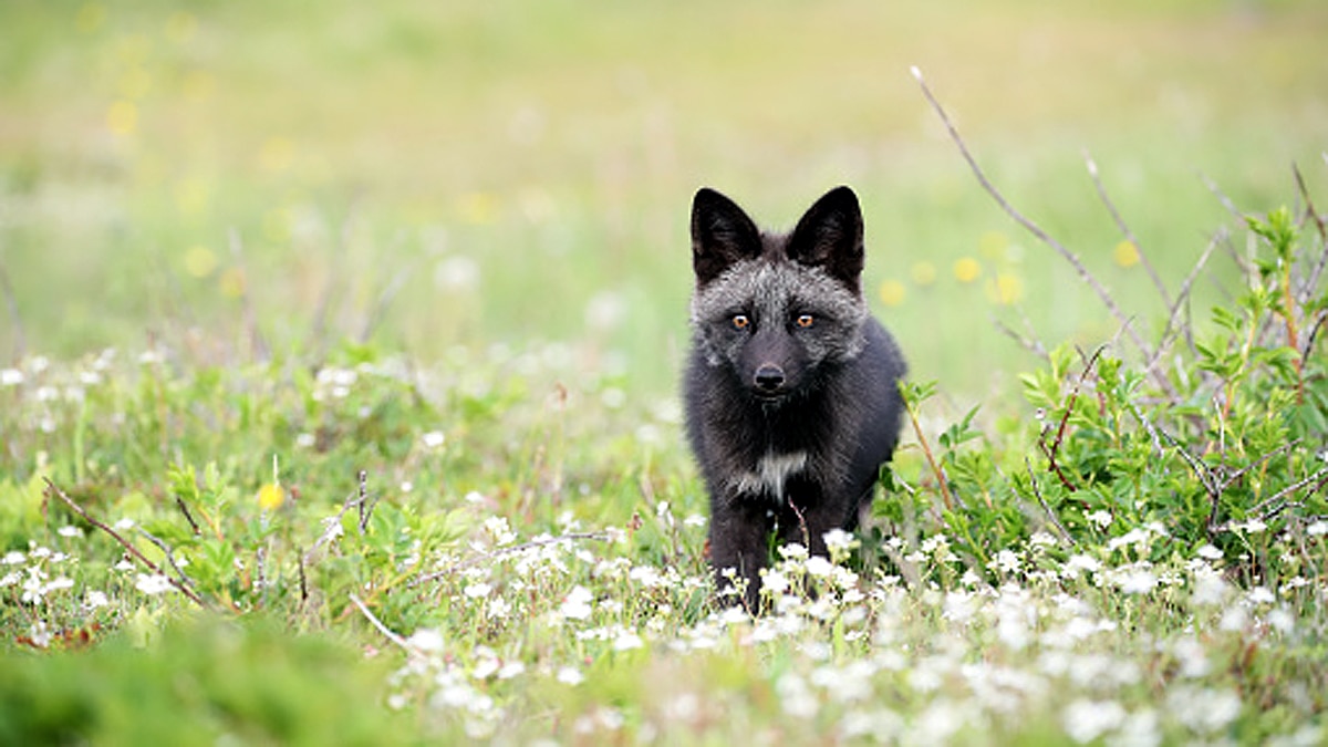 Rare Melanistic fox found