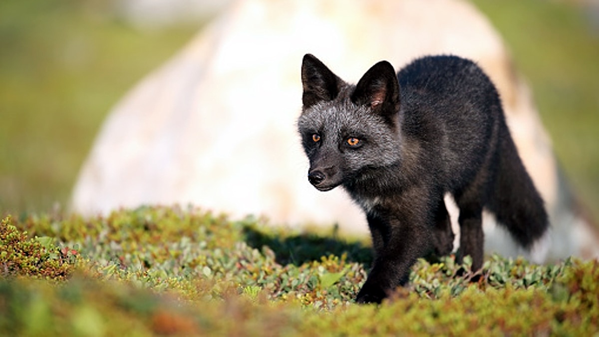 Rare Melanistic fox found