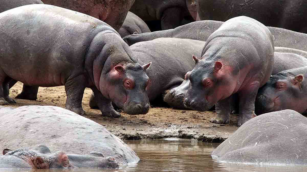 Hippopotamus poop on Strangers