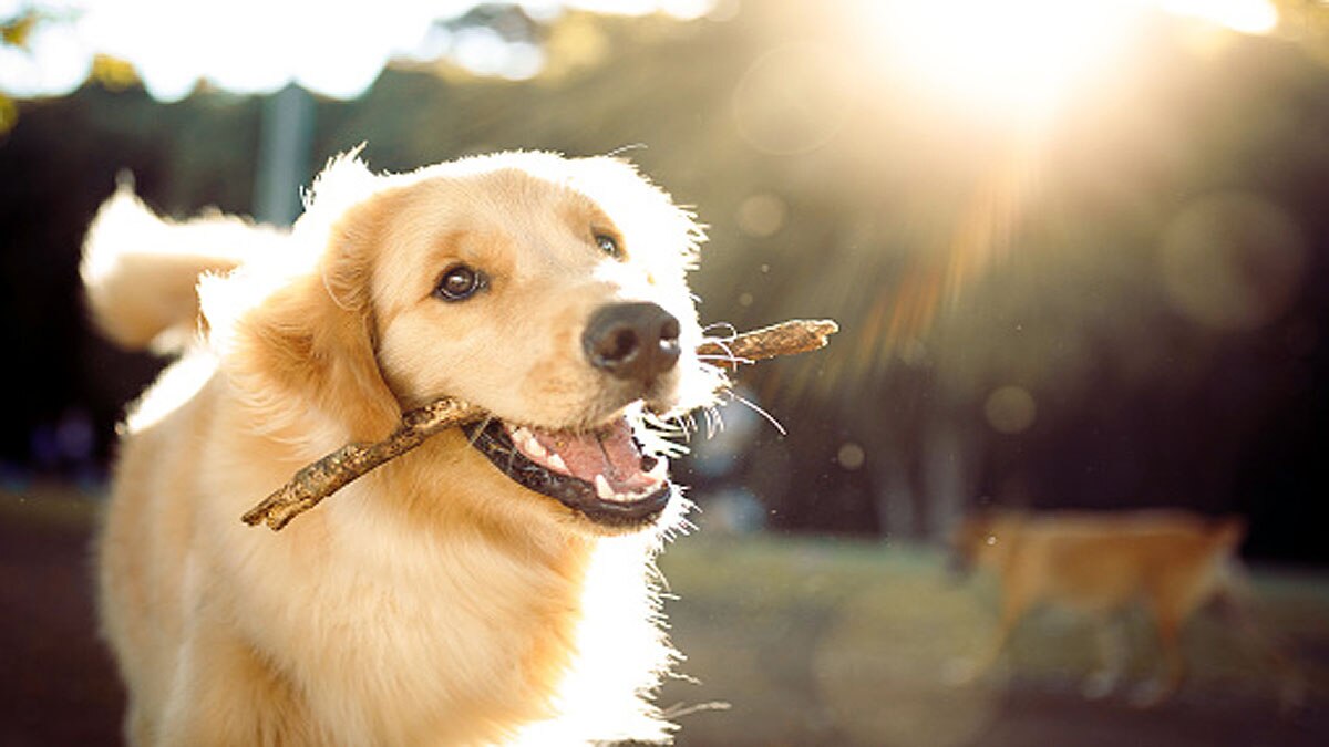 Dogs Mystery illness