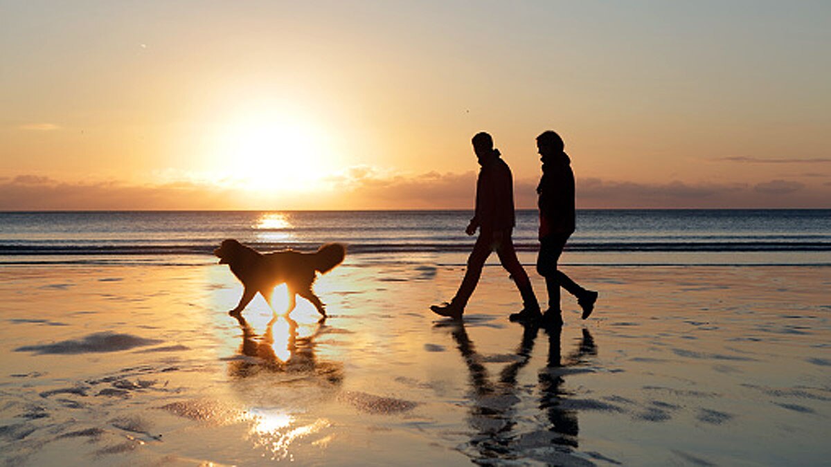 Dogs Mystery illness