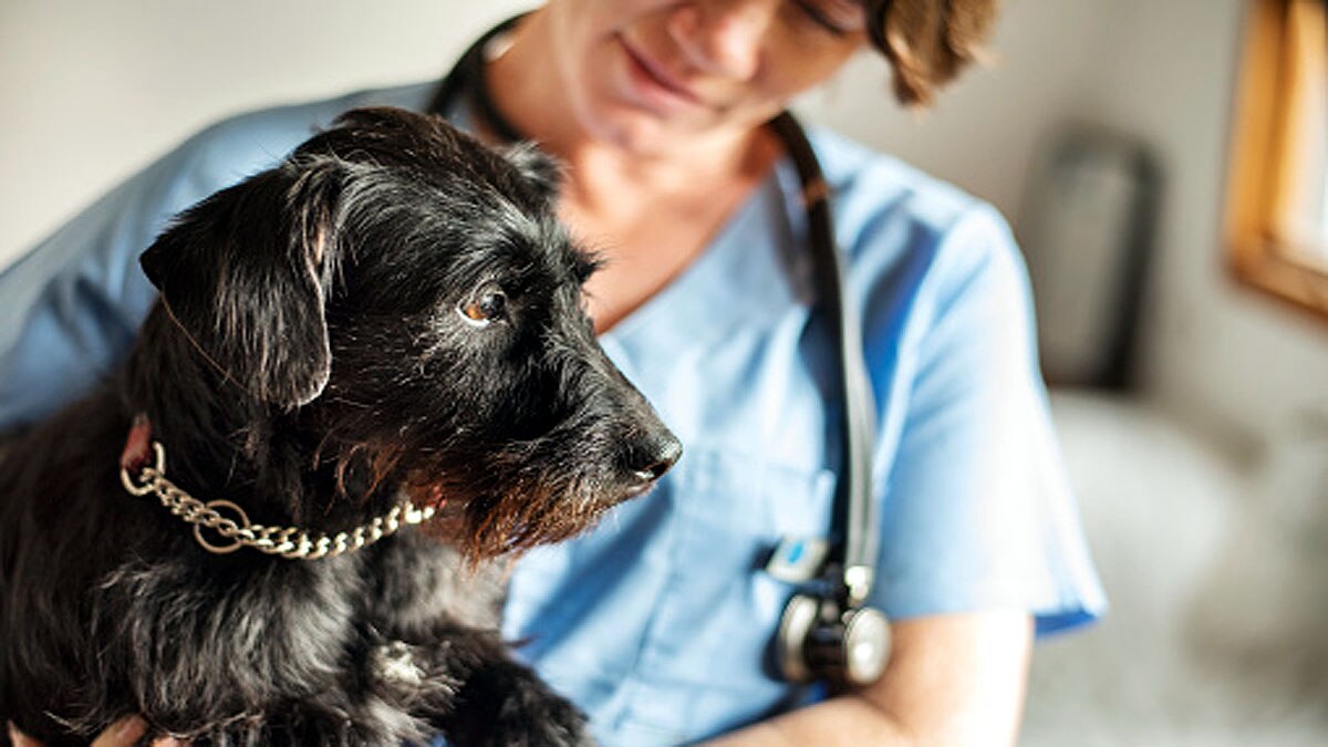 Dogs Mystery illness