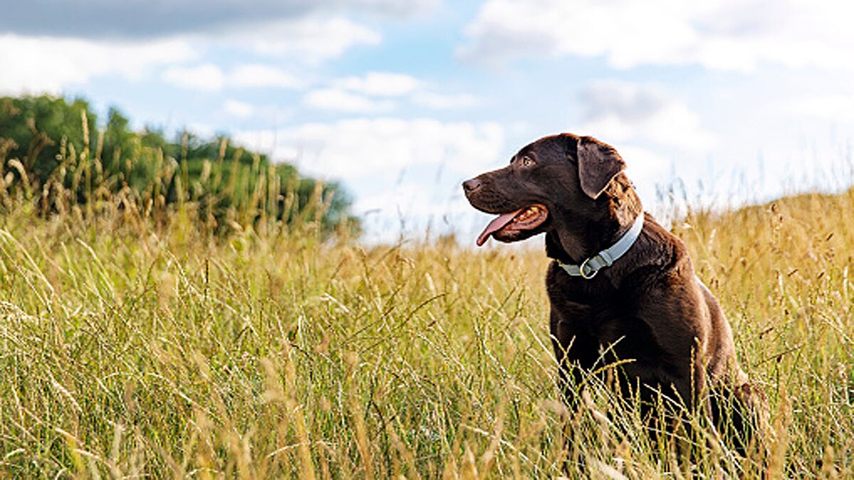 Dogs Mystery illness