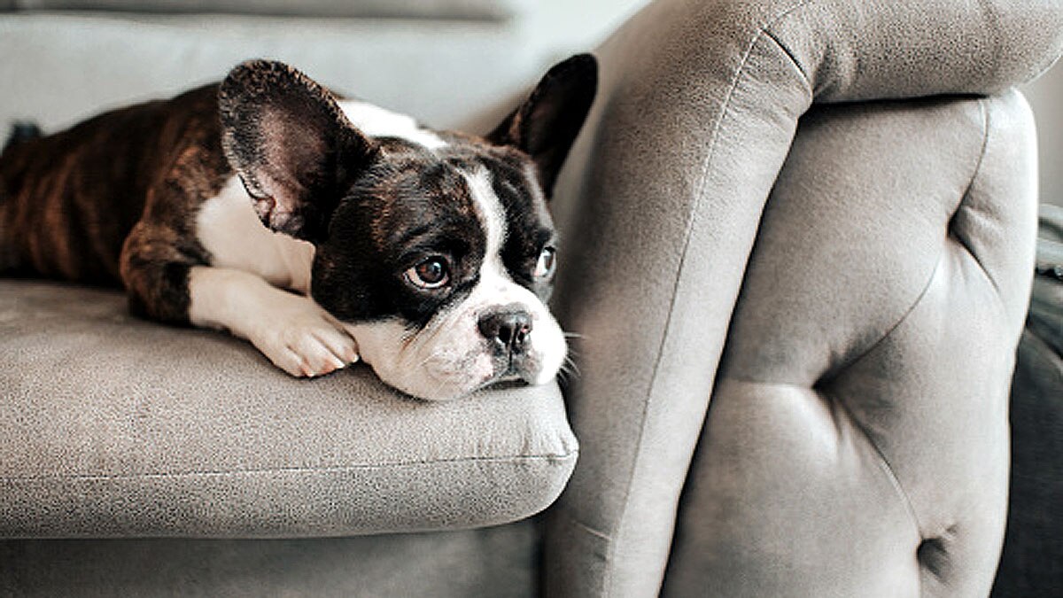 Dogs Mystery illness