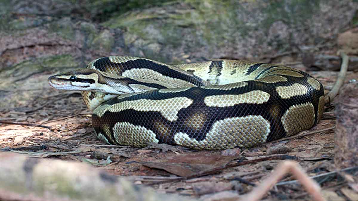 nonhuman animals drive extinction