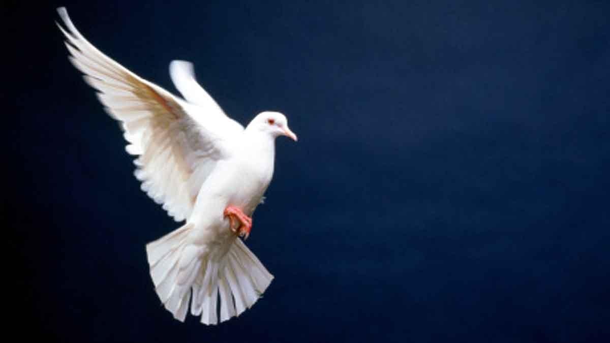 nonhuman animals drive extinction