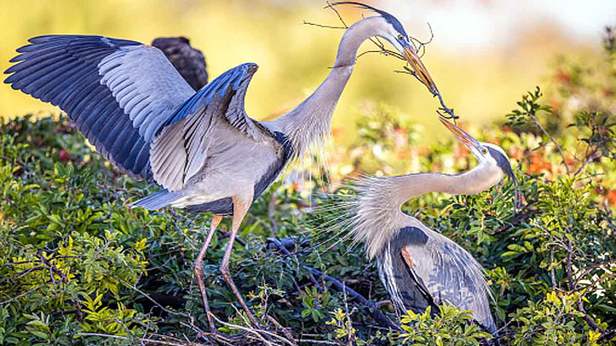 nonhuman animals drive extinction