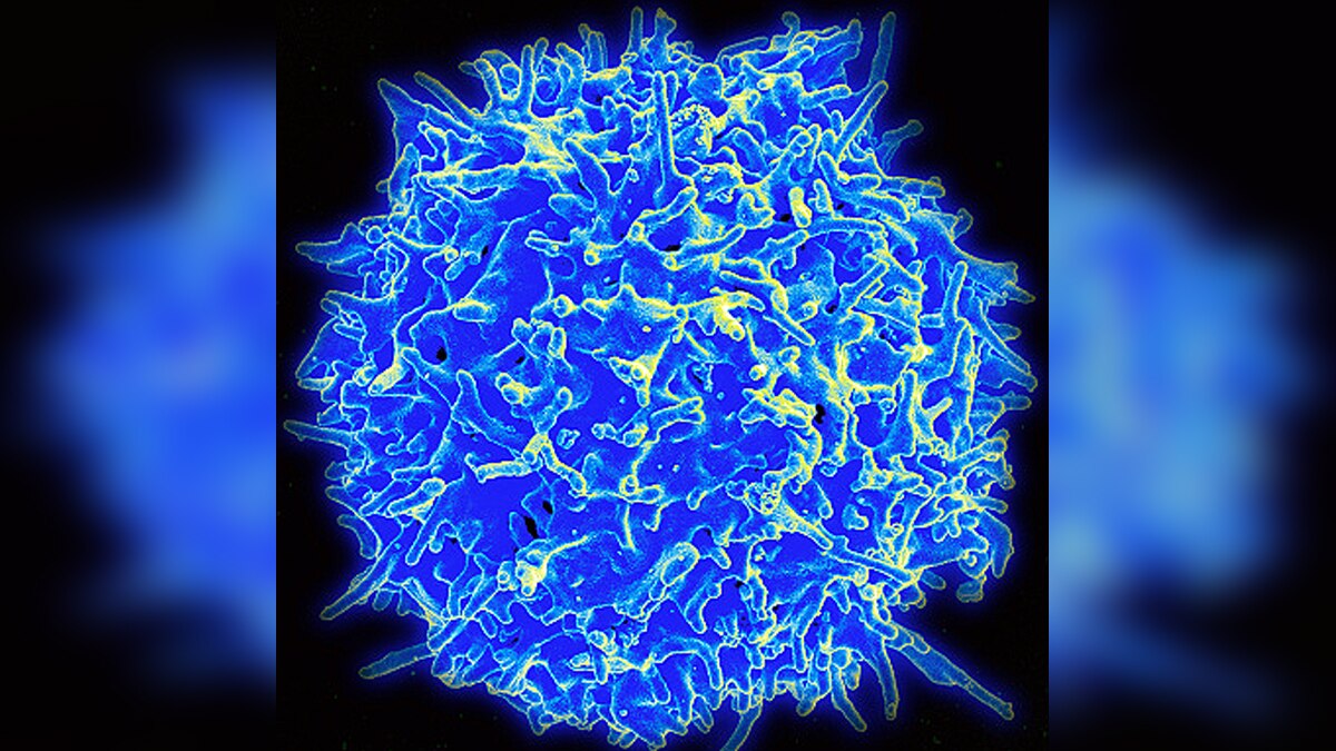 T-cell immunity against Omicron