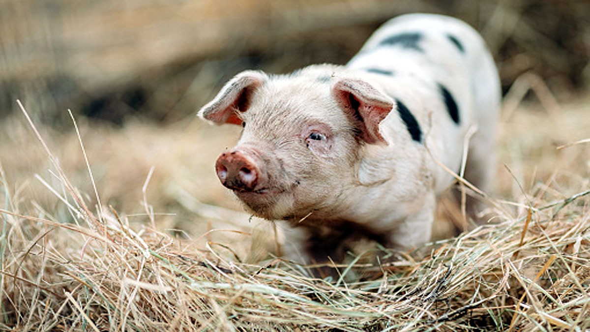 pig kidney transplant 