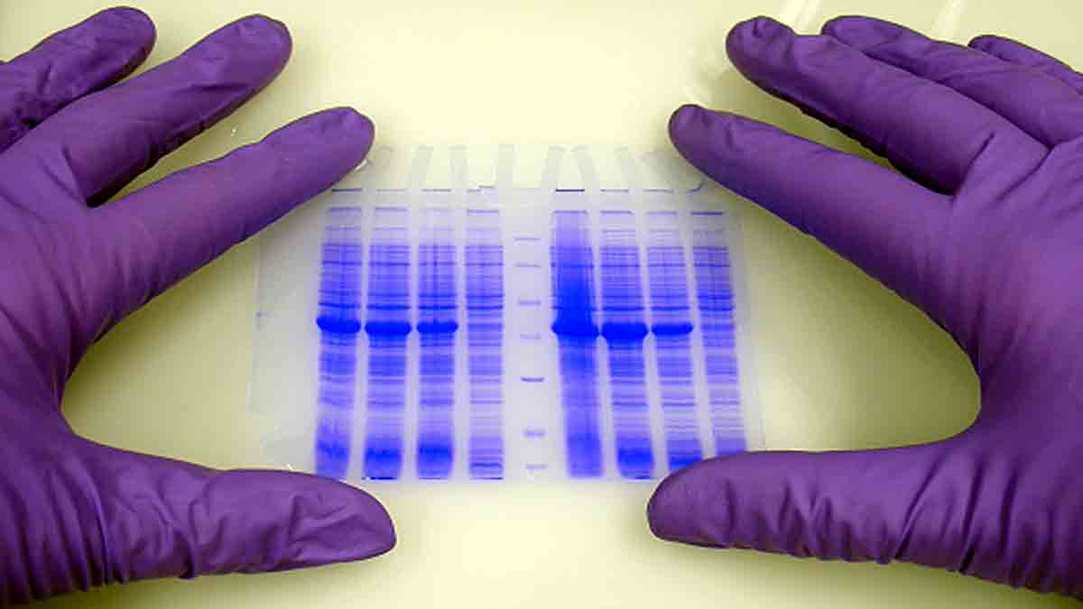 Proteins first life on earth