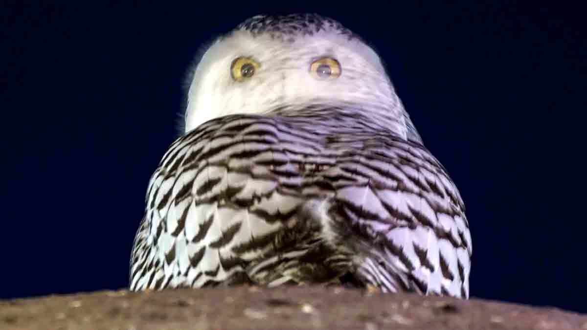 Rare Snowy Owl Washington