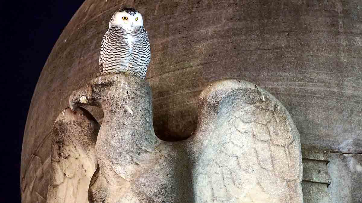 Rare Snowy Owl Washington