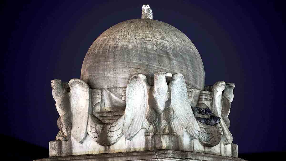 Rare Snowy Owl Washington