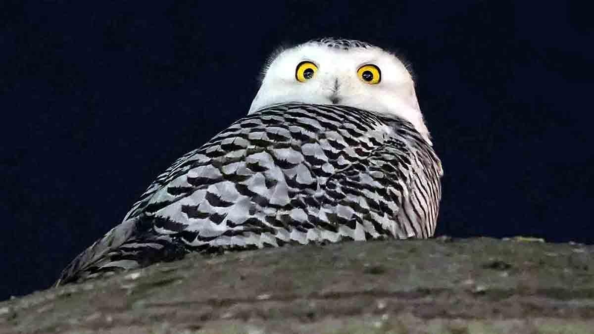 Rare Snowy Owl Seen in Washington Climate Change