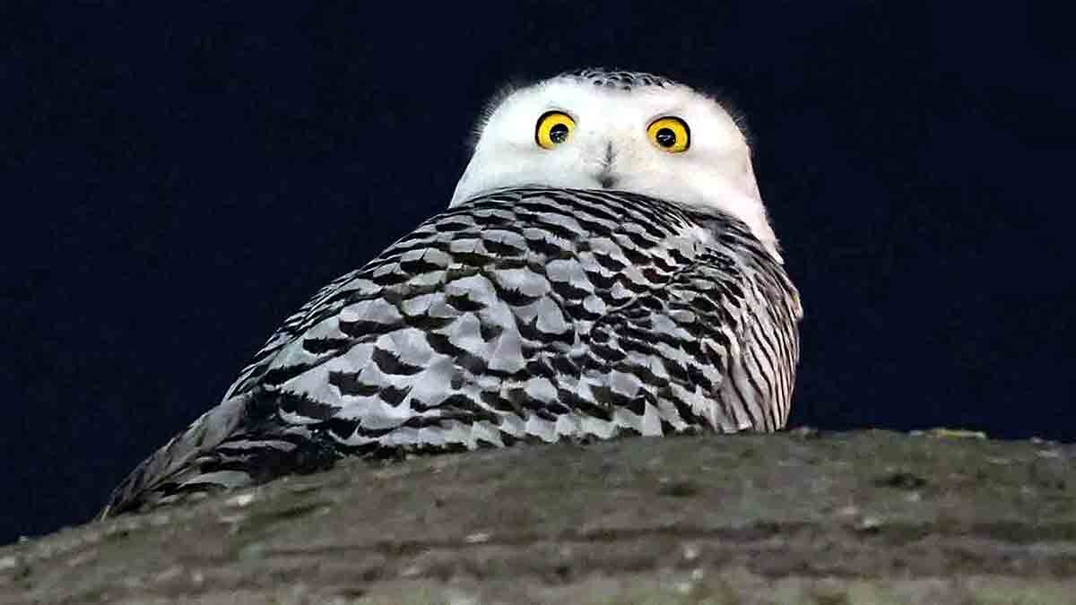 Rare Snowy Owl Washington