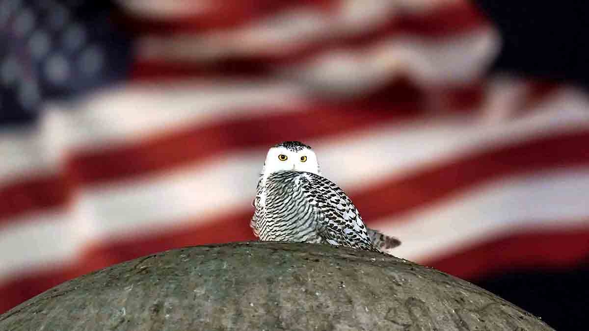 Rare Snowy Owl Washington