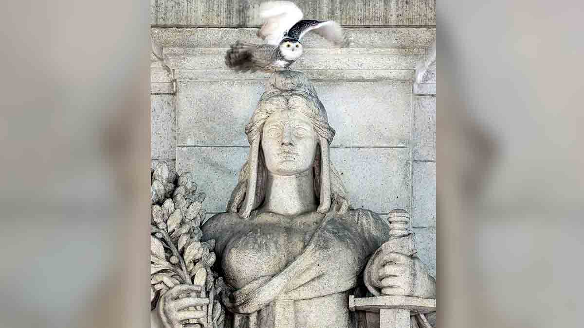 Rare Snowy Owl Washington