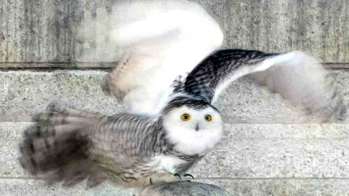 Rare Snowy Owl Washington