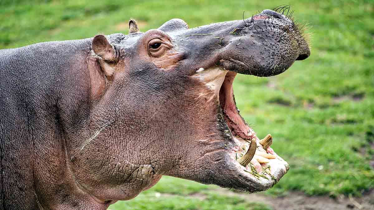 Hippopotamus poop on Strangers