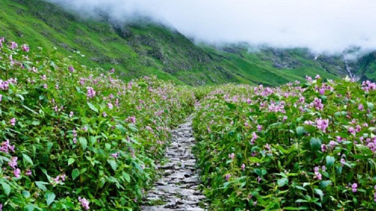 फूलों की इन 6 खूबसूरत घाटियों को देख नहीं होगा आंखों पर यकीन, एक बार जरूर घूम आएं (Photo: Getty Images)