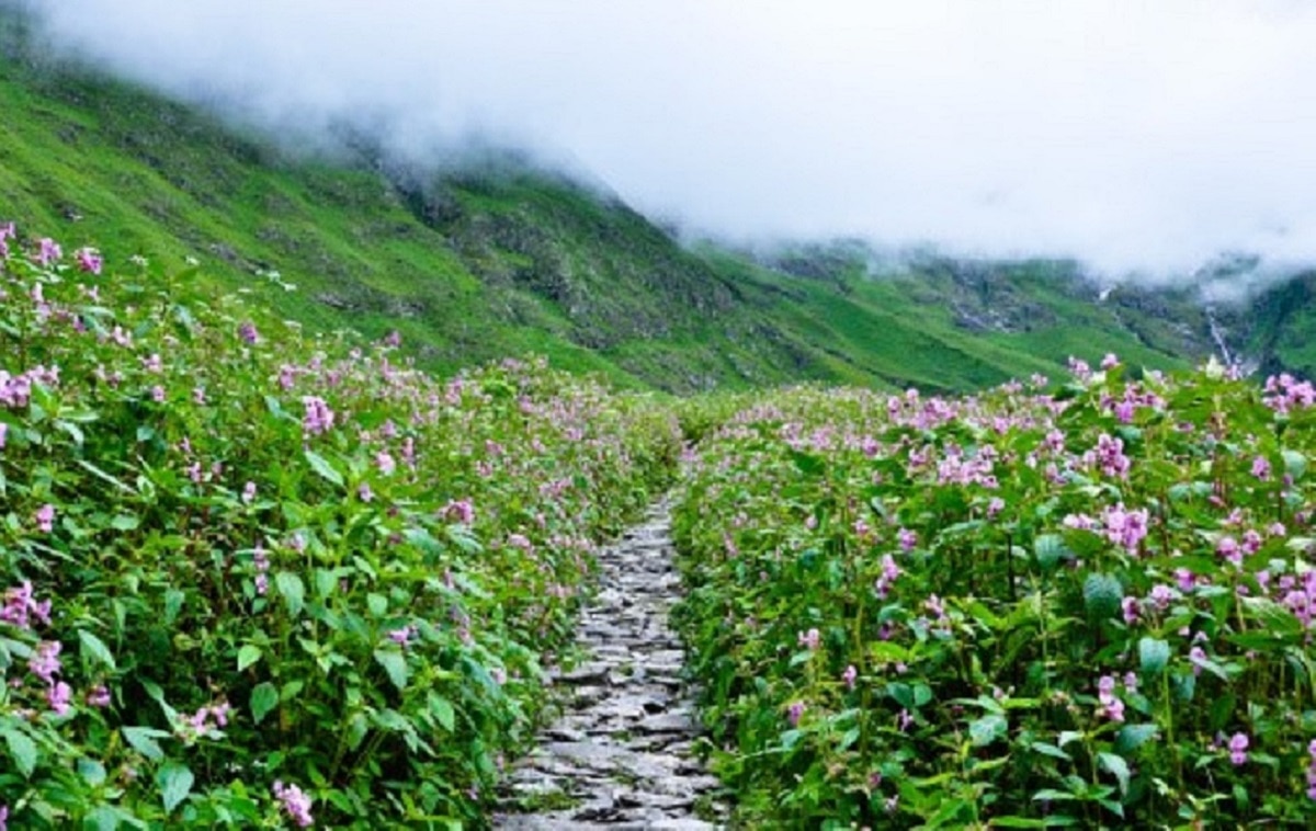 भारत की सबसे सुंदर फूलों की घाटियां