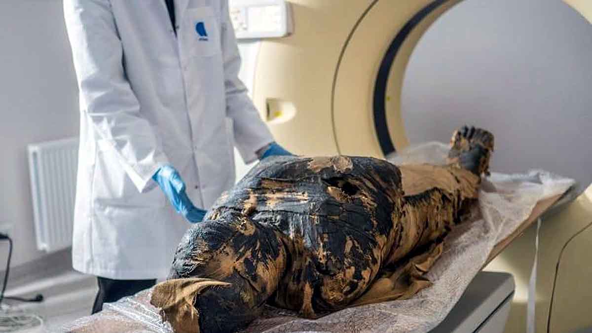 Egyptian Mummy Fetus