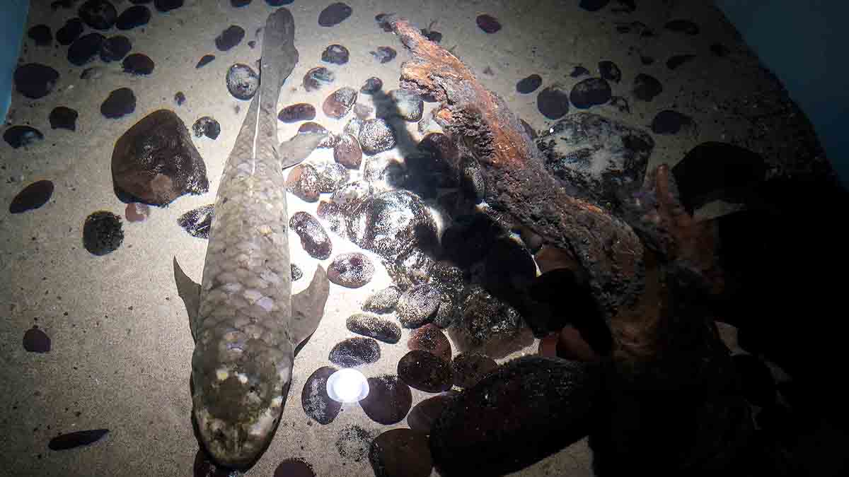 Oldest living aquarium Fish