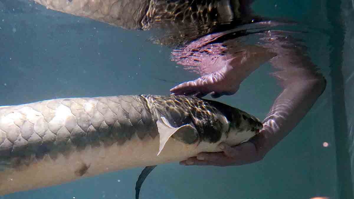 Oldest living aquarium Fish