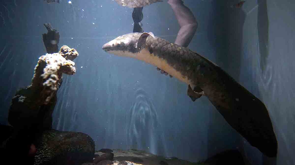 Oldest living aquarium Fish