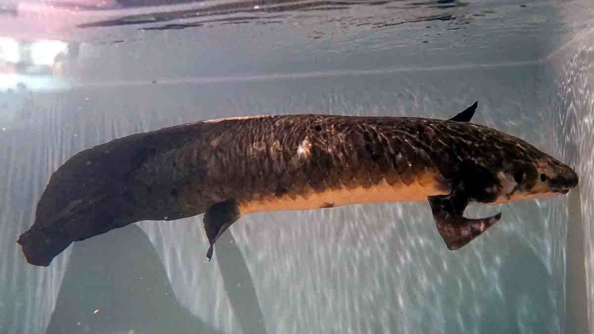 Oldest living aquarium Fish