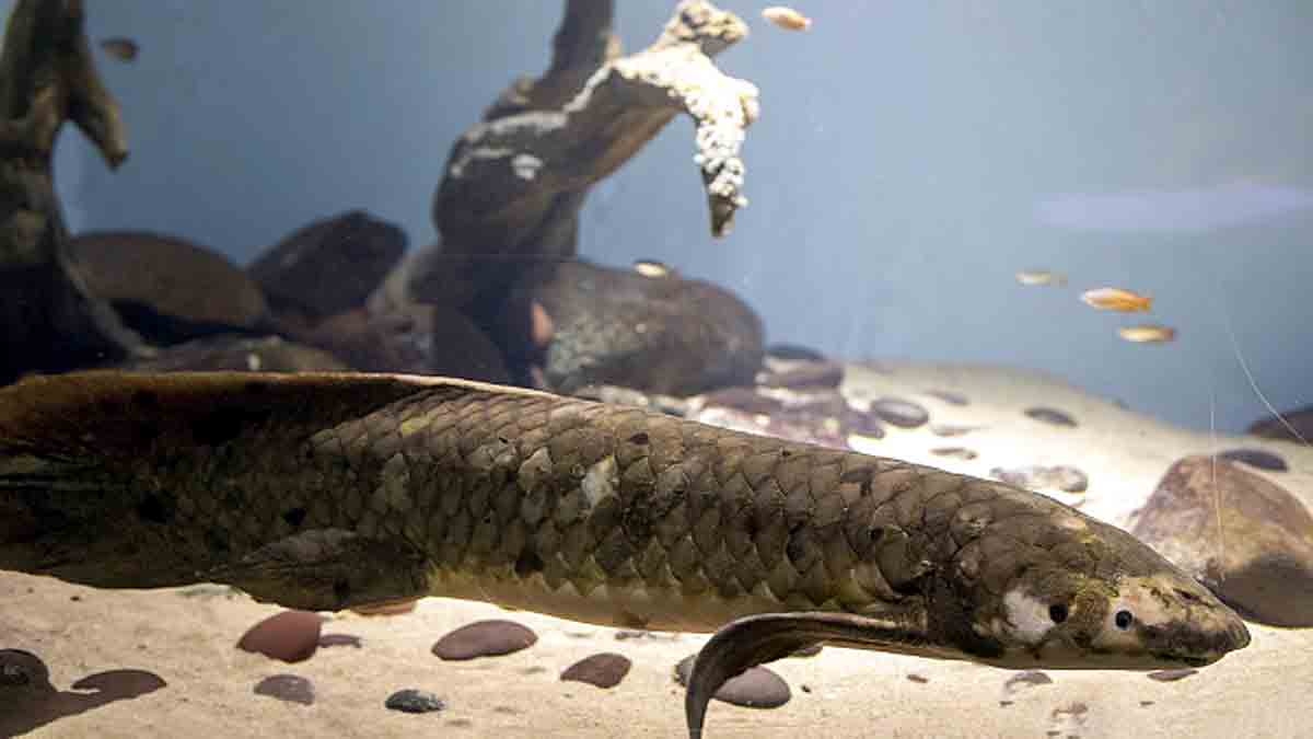 Oldest living aquarium Fish