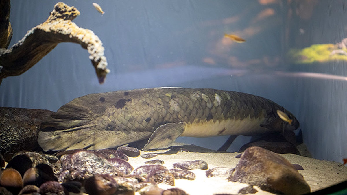 Oldest living aquarium Fish