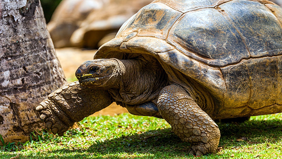 World Oldest Tortoise